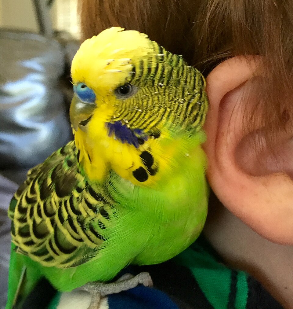 Birds