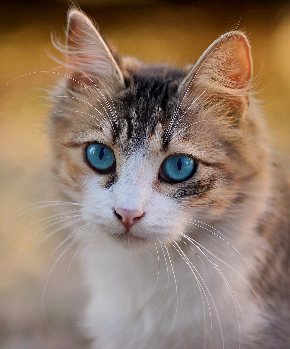 Cats
