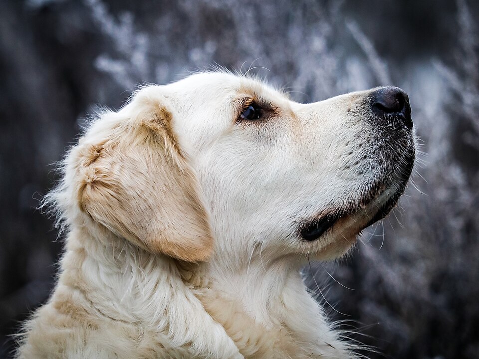 Dogs