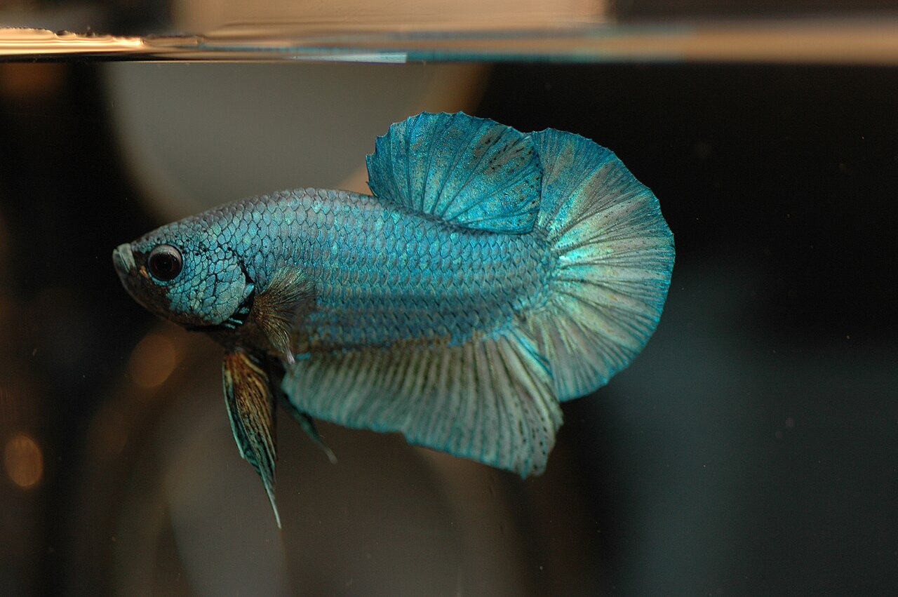 Fish