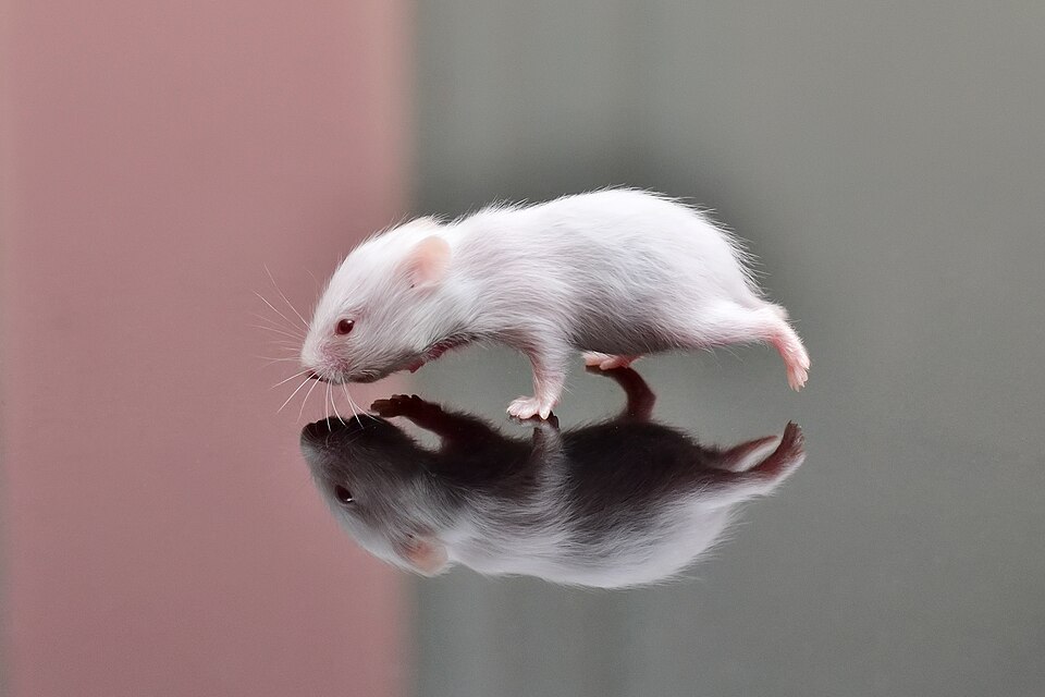Small Pets