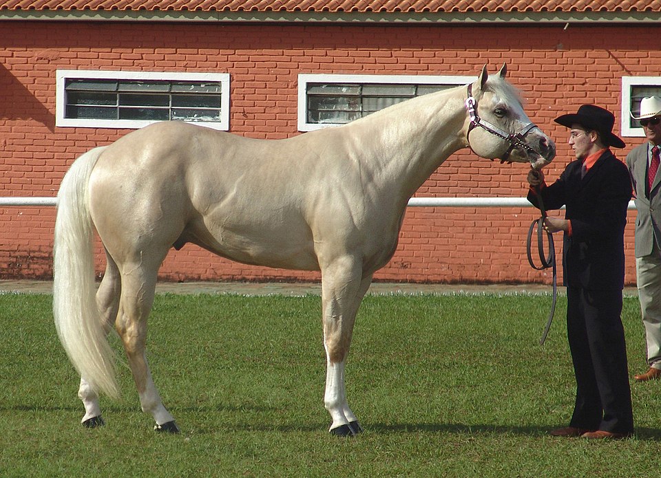 Horses