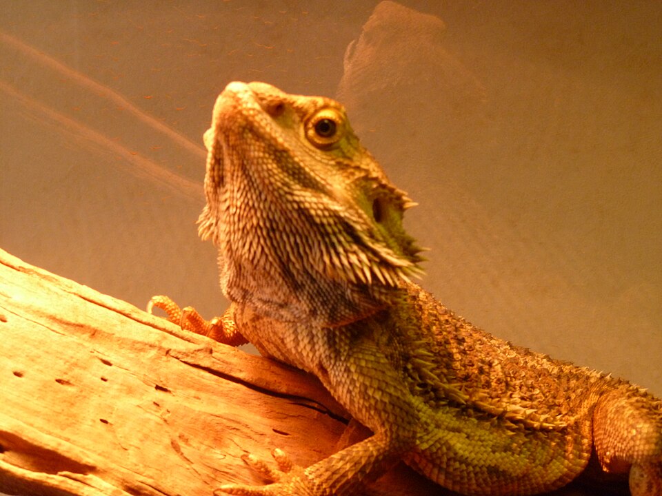 Reptiles