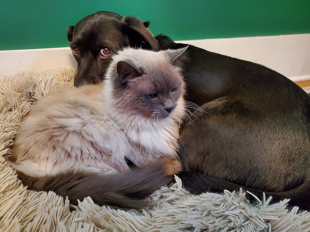 Welcome to PetLife Social