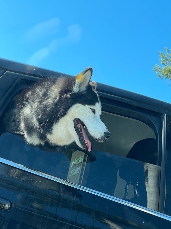 Pet-friendly cabin (per night)